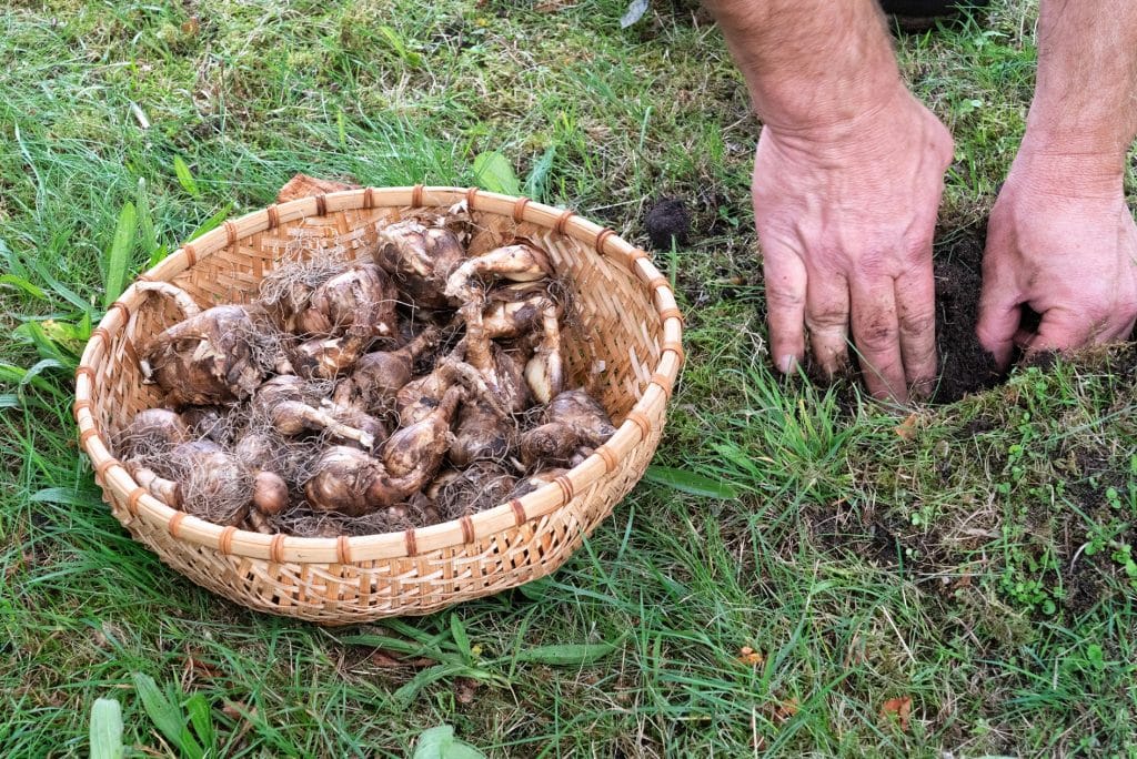 Twee handen maken een gat in de grond met daarnaast een mandje met bloembollen