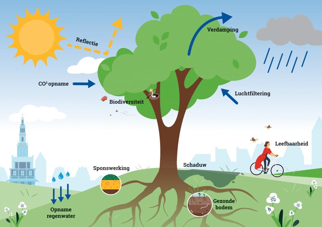 Infographic van een boom waarop weergegeven wordt welke functies een boom vervult. Zoals luchtfiltering, schaduw, sponswerking, verdamping, biodiversiteit en CO2 opname.